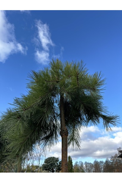 Хвойное дерево с изогнутыми поникающими ветвями.